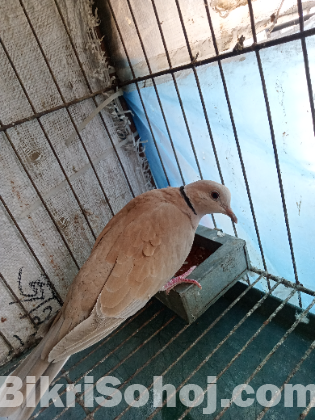 ঘুঘু রানিং জোড়া